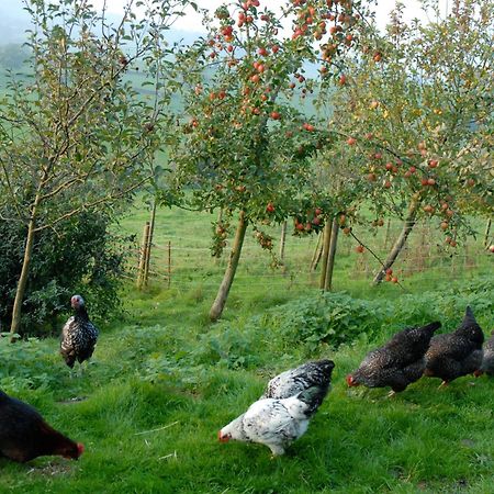 T'S At Lower Rudloe Farm Pension Corsham Buitenkant foto