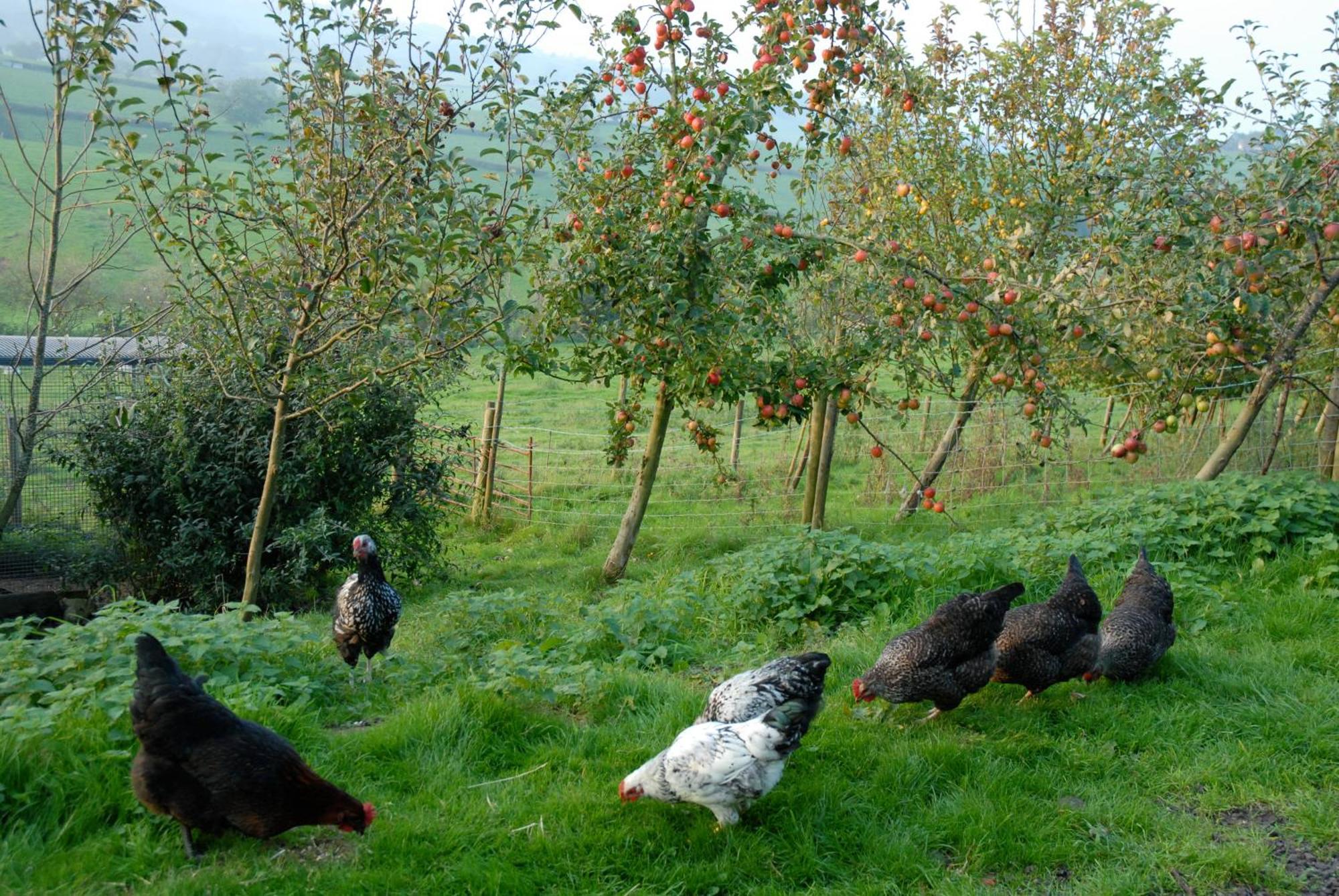 T'S At Lower Rudloe Farm Pension Corsham Buitenkant foto